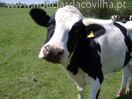 Vacas mimadas no Ladoeiro