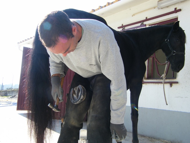 O centro de estéticaambulante para cavalos