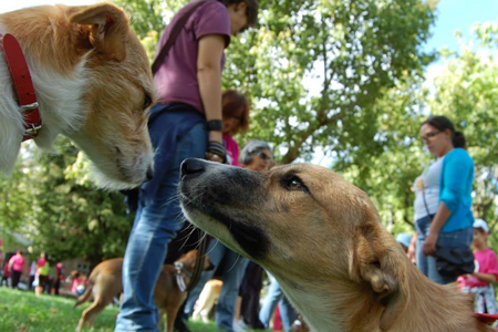 Instinto: a casa dos animais abandonados