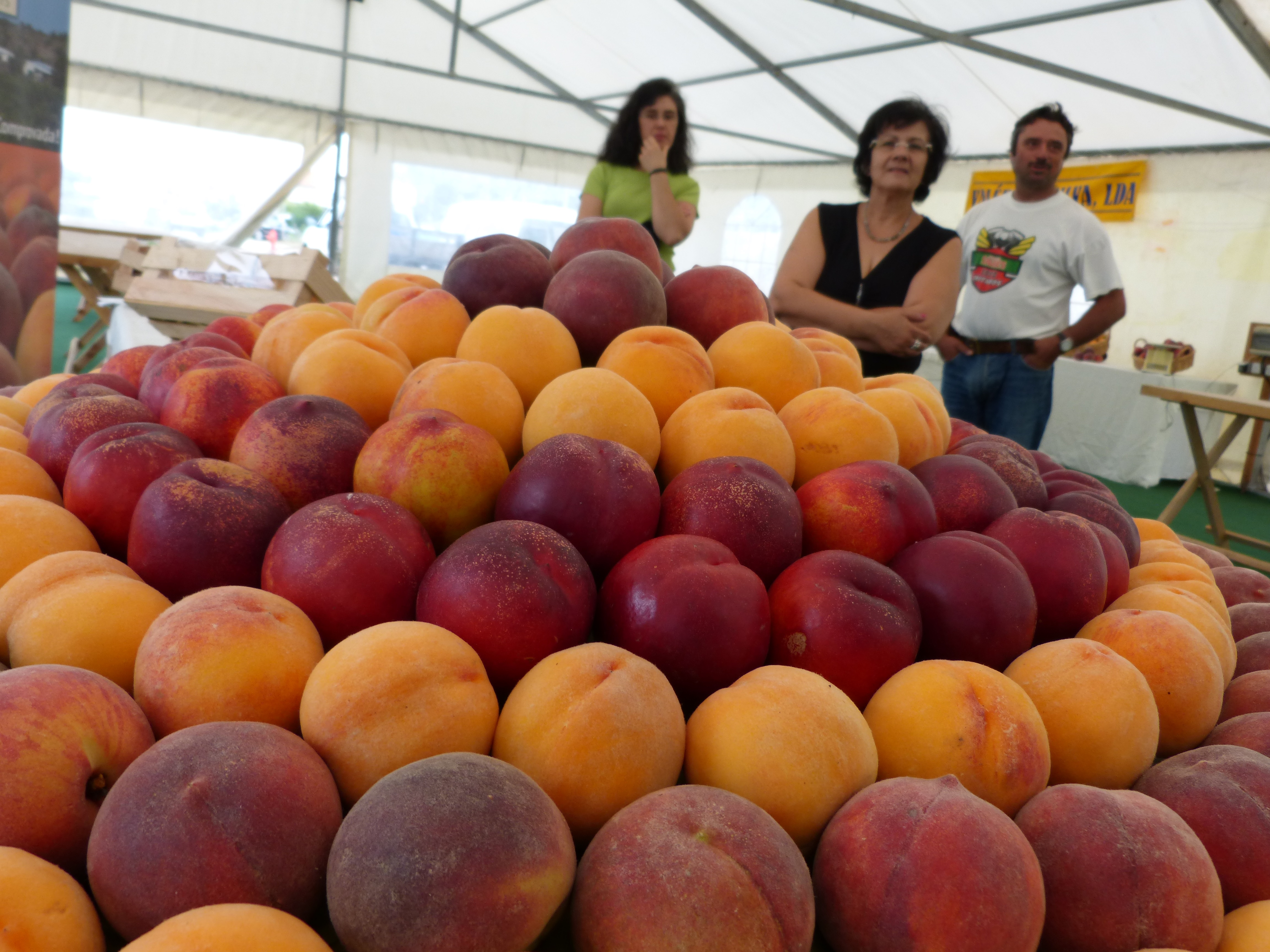 Pêssego: escoar fruto é um problema