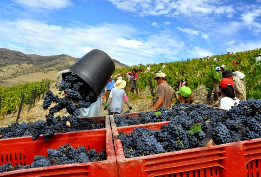 Vinhos da Beira mostram-se em Novembro