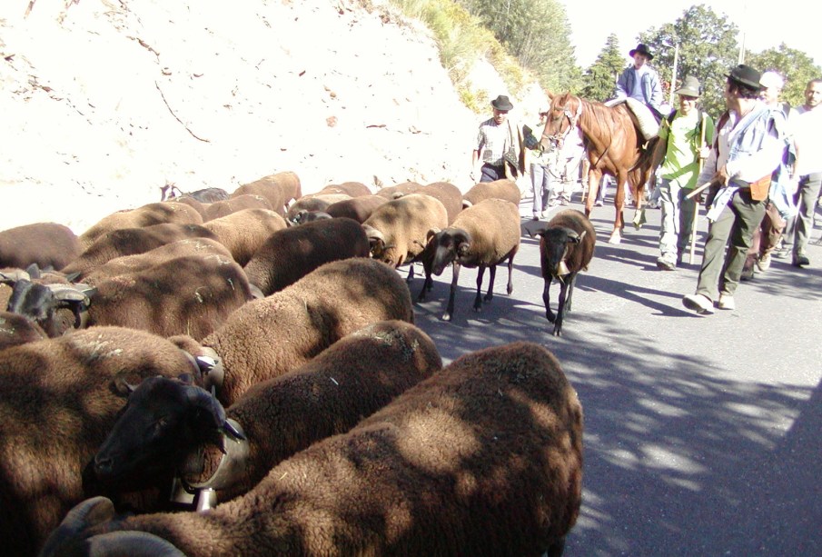 Encontro de pastores em Alpedrinha