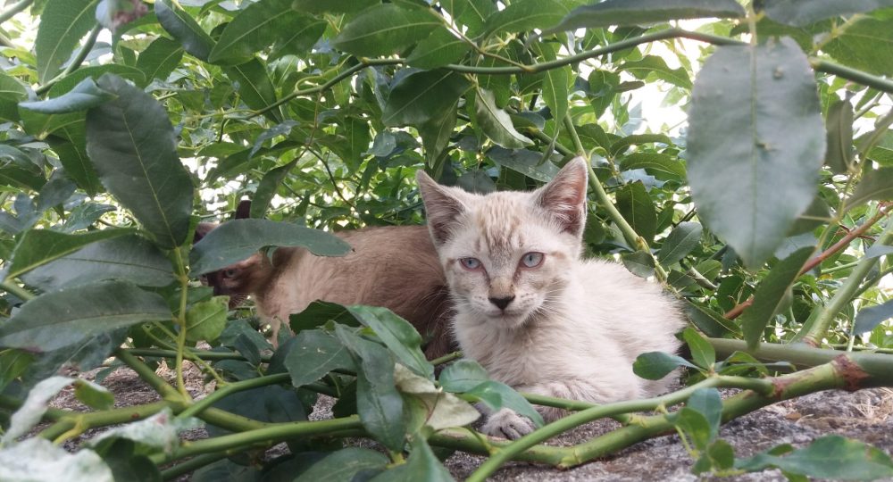 Instinto esterilizou mais de 60 animais errantes